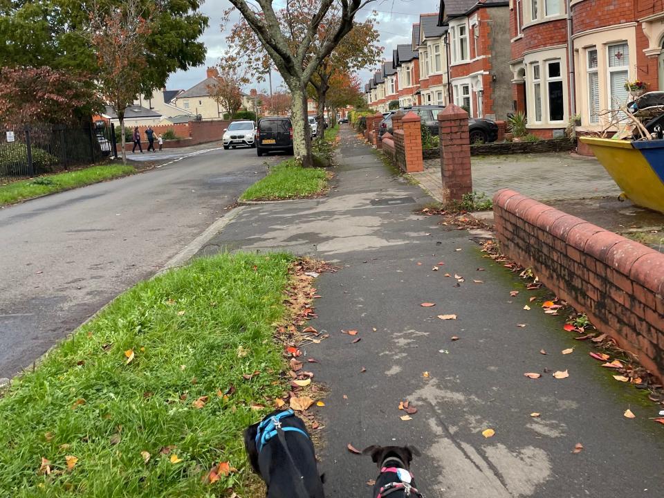 Author walking dogs in residential neighborhood.