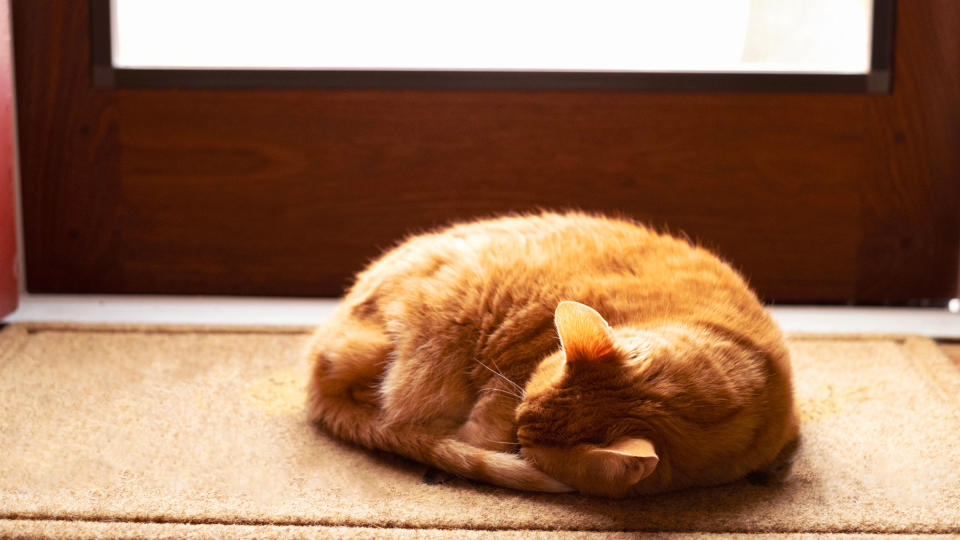 Cat snoozing by a door