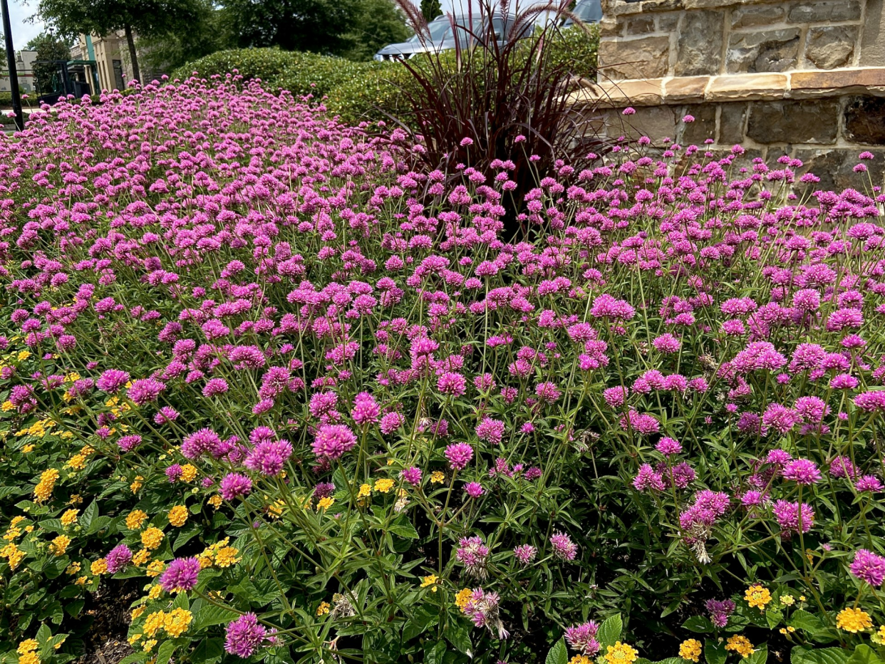 Mass planting Truffula Pink 12-inches apart creates a 2-foot tall, tough resistant habitat in the face of wind and rain.