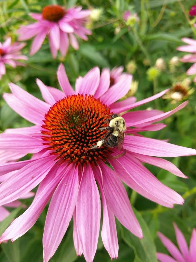 Picture of a bumblebee on an Echinacea flower.