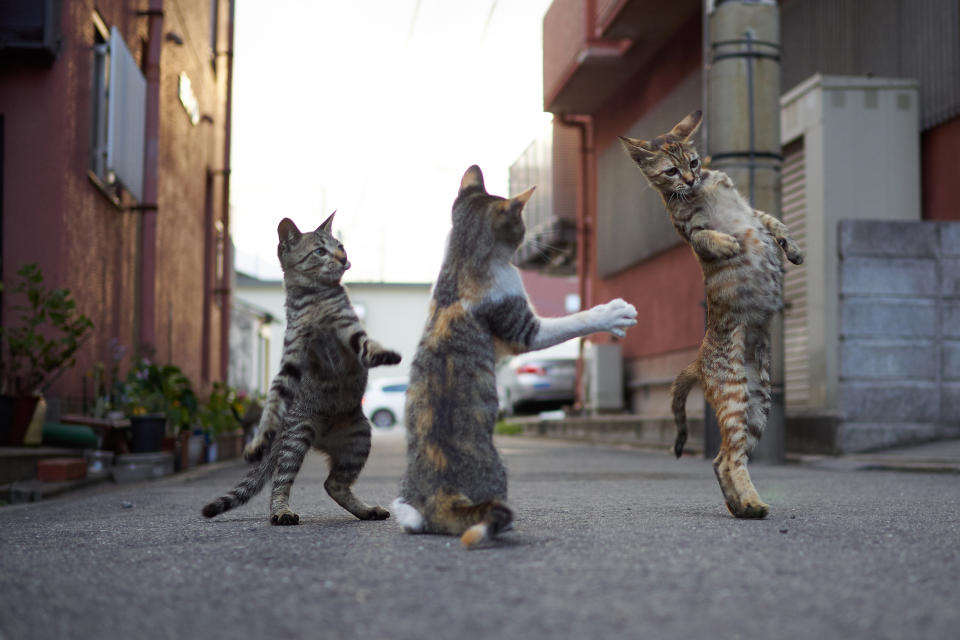 <p><span>The cats, all photographed on the streets of Japan, would put the likes of Bruce Lee and Jackie Chan to shame. </span>(Photo: Hisakata Hiroyuki/Caters News) </p>