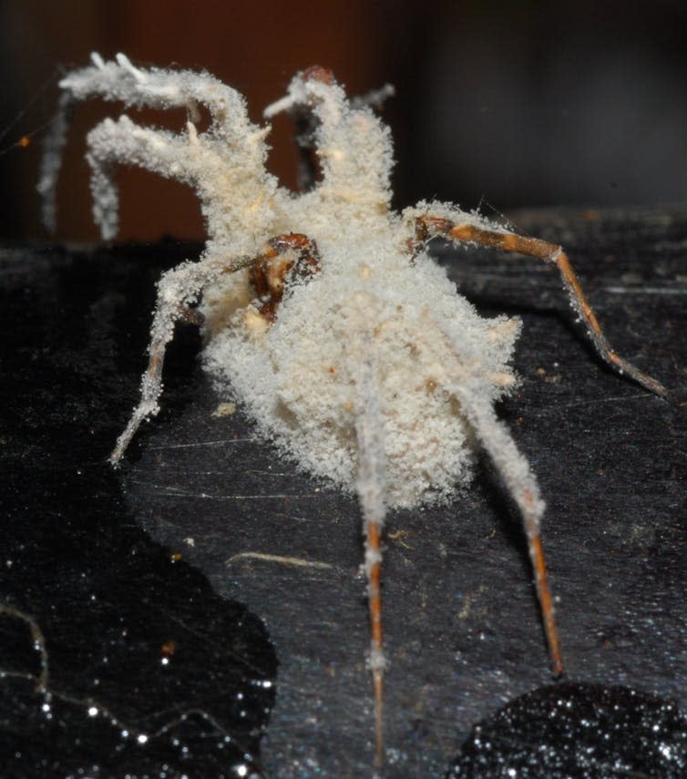 <span class="caption">Beauveria bassiana killing a spider.</span> <span class="attribution"><a class="link " href="https://mushroomobserver.org/image/show_image/31756" rel="nofollow noopener" target="_blank" data-ylk="slk:Michel Wallace;elm:context_link;itc:0;sec:content-canvas">Michel Wallace</a>, <a class="link " href="http://creativecommons.org/licenses/by-sa/4.0/" rel="nofollow noopener" target="_blank" data-ylk="slk:CC BY-SA;elm:context_link;itc:0;sec:content-canvas">CC BY-SA</a></span>