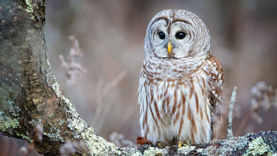 Young Barred Owls, considered a beautiful sight, can climb trees, grasping the bark with their beak and talons, flapping their wings and walking up the trunk.