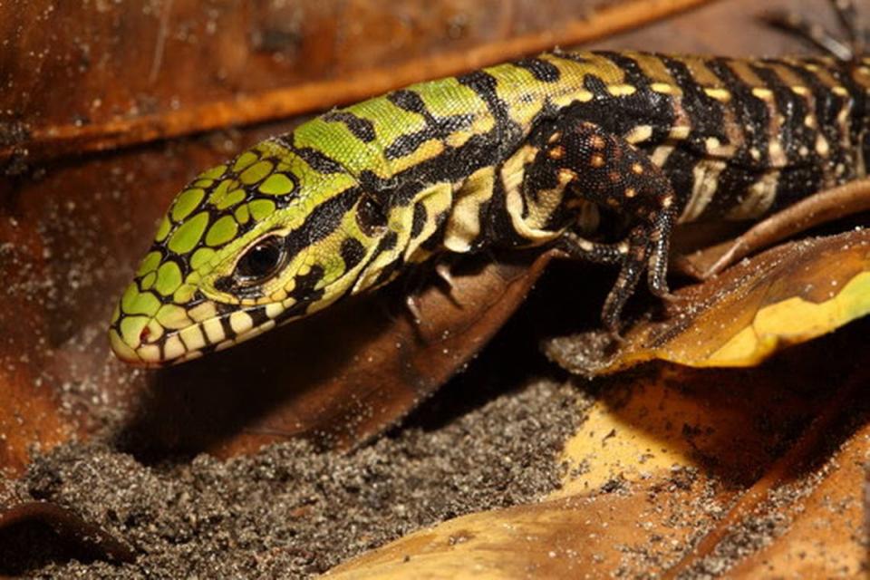 Black and white tegu hatchling.