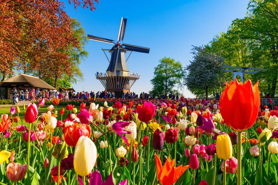 Keukenhof is one of the world’s largest flower gardens (Getty Images)