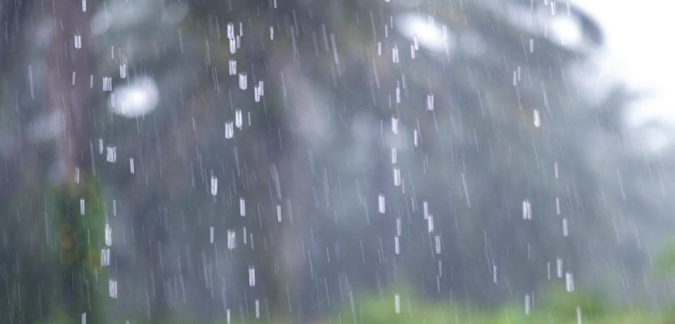 Rain drops against trees