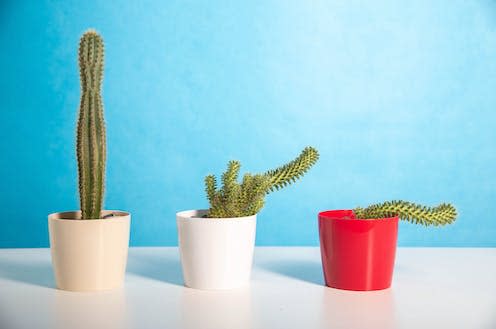   <span class="attribution"><a class="link " href="https://www.shutterstock.com/image-photo/pots-different-cacti-on-blue-background-2193845671" rel="nofollow noopener" target="_blank" data-ylk="slk:HenadziPechan/Shutterstock;elm:context_link;itc:0;sec:content-canvas">HenadziPechan/Shutterstock</a></span>