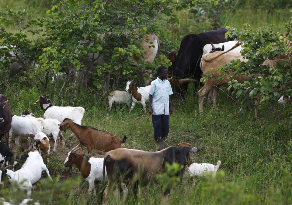 Un niño, hijo de un agricultor seropositivo, Patrick Kasamu, vela por el rebaño de cabras y vacas de la familia durante la visita de un equipo de atención en Chikonga.