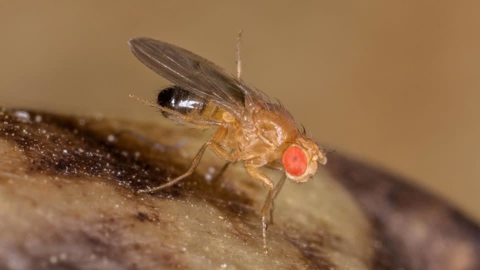 A male fruit fly, Drosophila melanogaster, is shown on rotting bananas. - FLPA/Shutterstock