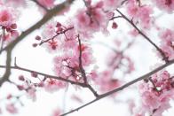 <p>Though nice to look at, the peach blossom is a depressing reminder of <a href="https://statesymbolsusa.org/symbol-official-item/delaware/state-flower/peach-blossom" rel="nofollow noopener" target="_blank" data-ylk="slk:Delaware's;elm:context_link;itc:0;sec:content-canvas" class="link ">Delaware's</a> dethroning by Georgia as "the Peach State."</p>