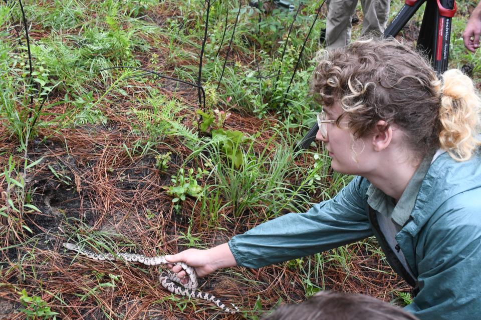Max Staab, a seasonal research assistant in zoo husbandry at the Memphis Zoo, releases an endangered Louisiana pine snake in Kisatchie National Forest. It was his first snake release while on the job.