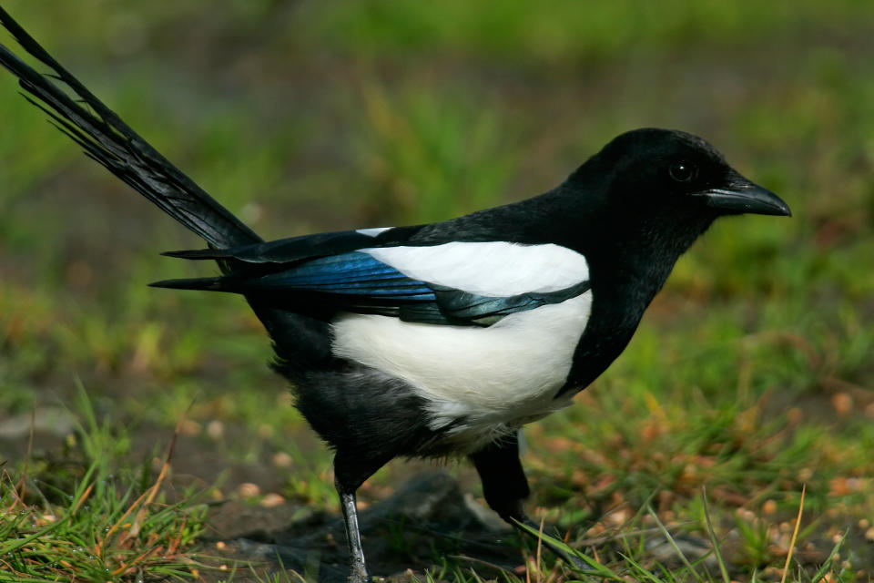 Magpie (Alamy/PA)