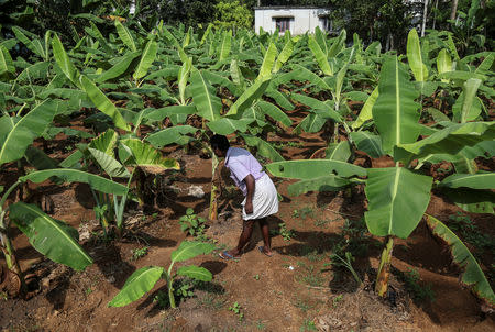 Farmer, Joby Pathrose works in his banana field at Okkal village in Ernakulam, Kerala, India, September 25, 2018. REUTERS/Sivaram V
