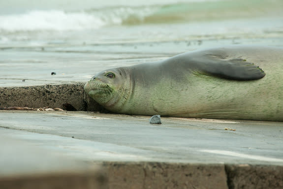 Hawaiian Monk Seal Hospital Aims to Save Endangered Species