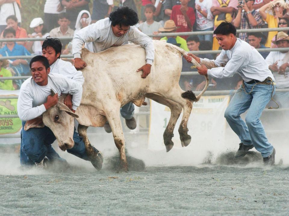 Filipino cowboys take part in the cattle wrestling event at the 2003 National Rodeo Championships.