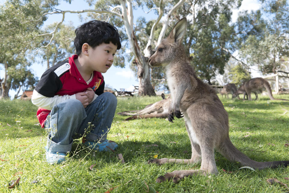 Little boy face-to-face with a baby kangaroo in a wildlife park travel with children