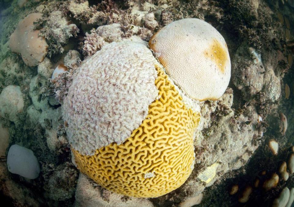 A brain coral currently in the process of being bleached attempts to recover after this years bleaching on Thursday, Oct. 5, 2023 at Cheeca Rocks in Islamorada. According to Ian Enochs, NOAA Research Ecologist that has been covering the site for many years, the yellow is healthy coral that may be recovering and the white is dead bleached coral. The coral to the upper right is bleached as well.