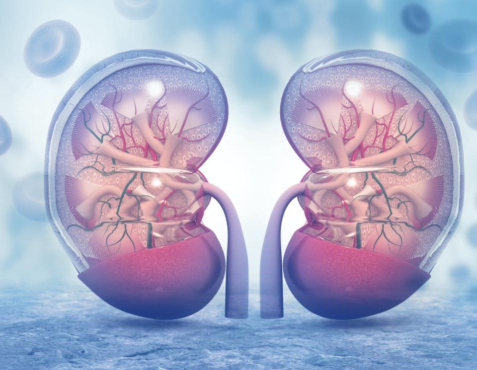 <span class="caption">A cross-section of the human kidneys, which can be injured when muscle cells rupture and send toxic chemicals into the bloodstream.</span> <span class="attribution"><a class="link " href="https://www.shutterstock.com/image-illustration/human-kidney-cross-section-on-scientific-532563151" rel="nofollow noopener" target="_blank" data-ylk="slk:crystal light/Shutterstock.com;elm:context_link;itc:0;sec:content-canvas">crystal light/Shutterstock.com</a></span>