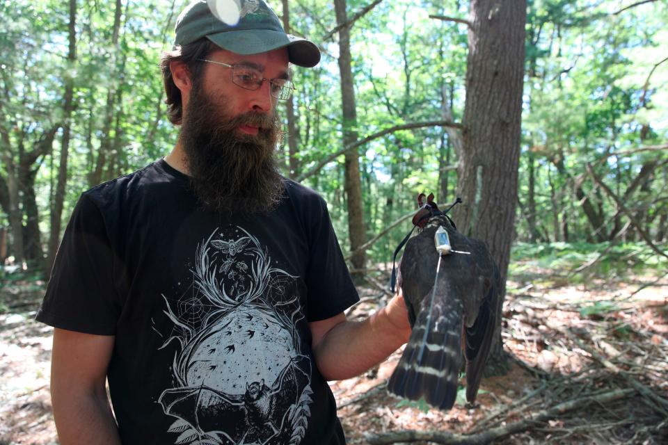 Smithsonian intern Tim Baerwald holds a merlin captured in a woodland near Lake Michigan and fitted with a leg band and tracking device on June 27, 2022, near Glen Arbor, Mich. The mission will enhance knowledge of a species still recovering from a significant drop-off caused by pesticides and help wildlife managers determine how to prevent merlins from attacking endangered piping plovers at Sleeping Bear Dunes National Lakeshore.