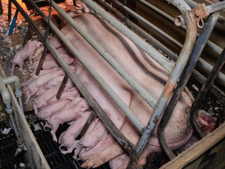 Sow stalls prevent mother pigs from standing, turning or moving (World Animal Protection)