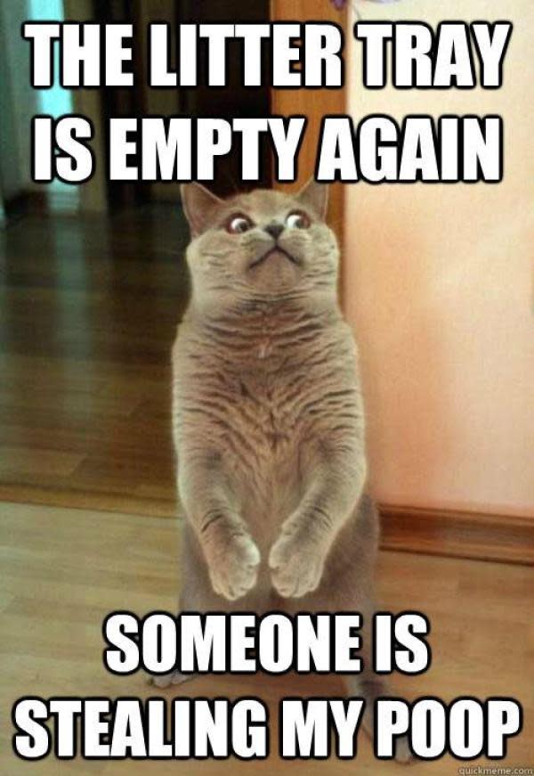 Funniest cat memes