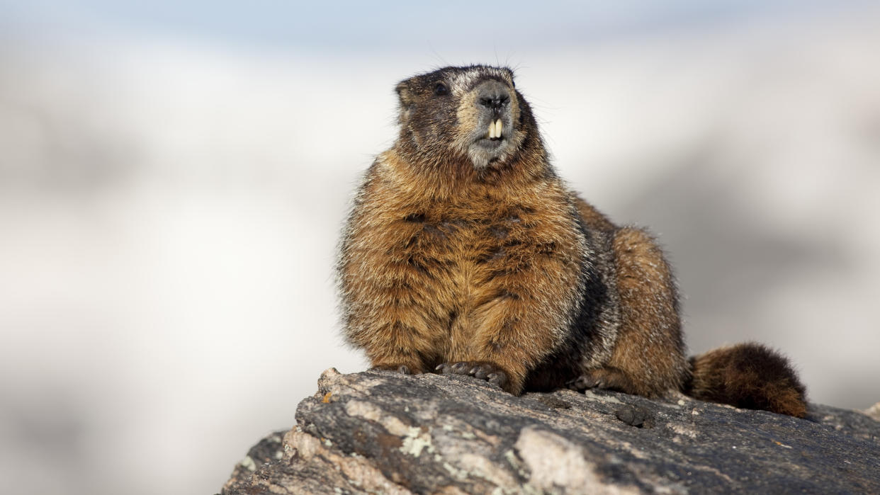  Marmot on rock at Rocky Mountain National Park. 