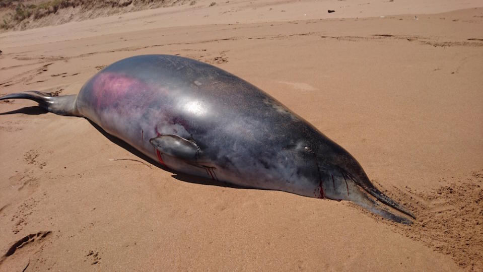 The beaked whale was found washed up on Waitpinga beach in southern Australia.