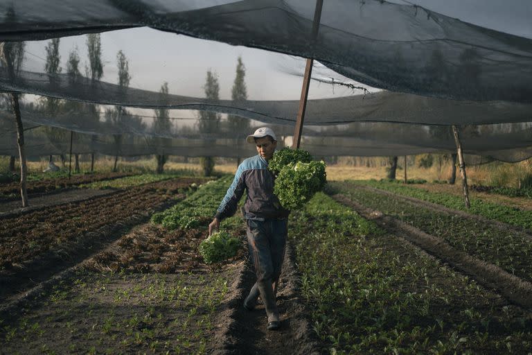 Según los investigadores de la UNAM, el destino del ajolote depende de una cultura agrícola tradicional que está en peligro de extinción