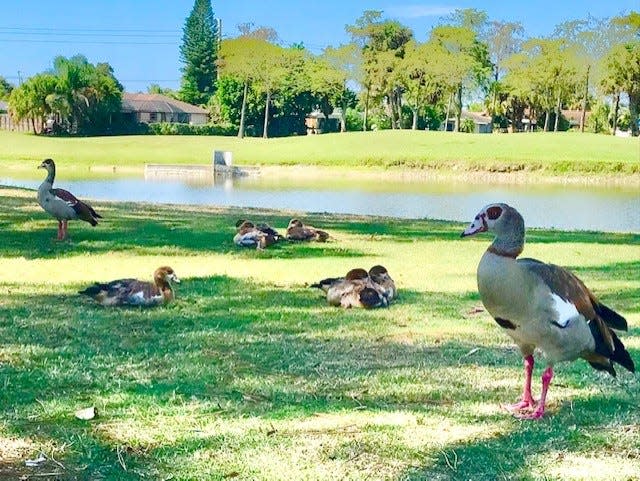 The geese make themselves comfortable on a tee box at Lone Pine Golf Club.