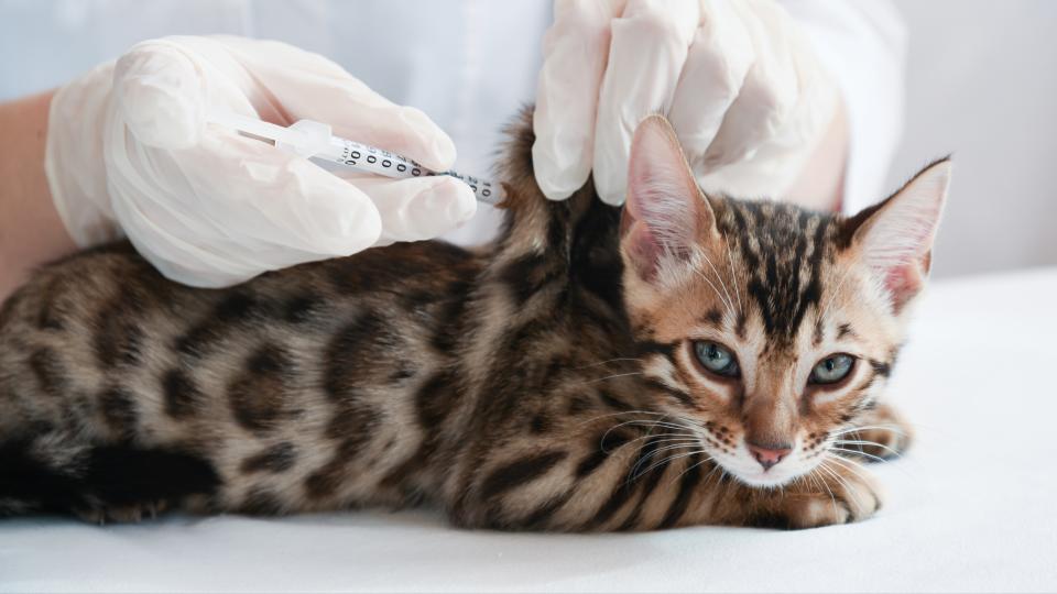 Kitten getting vaccination