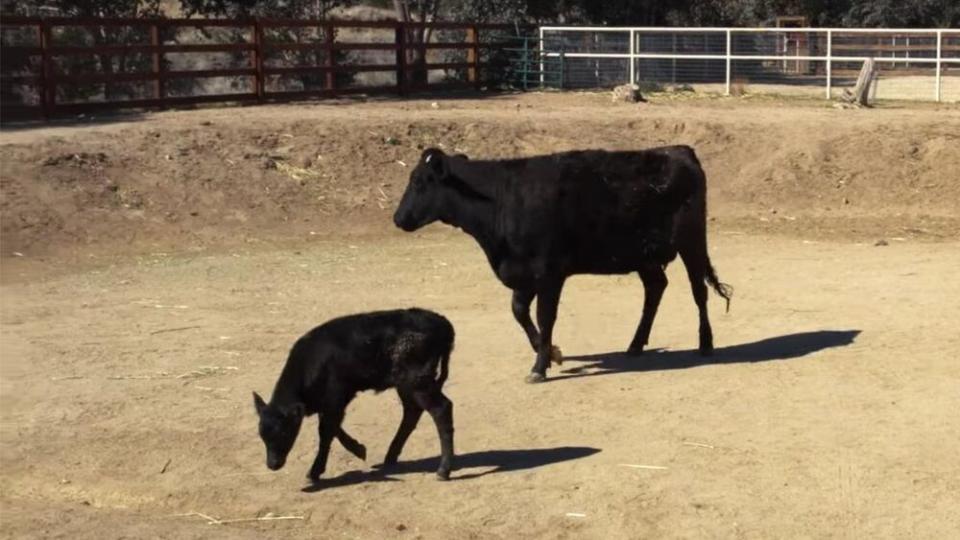 Liberty and Indigo | Farmsanctuary/YouTube