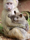 A seven-months-old yellow baboon (Papio cynocephalus) carries a Galagos also known as a bushbaby at the Animal Orphanage in the Kenya Wildlife Service (KWS) headquarters in Nairobi, June 10, 2011. Defying nature, the Yellow Baboon, rescued in Maralal (northern Kenya) has quickly adopted a Galagos, rescued in Nyeri (central Kenya), after meeting at the orphanage giving it affection and protection as if it were her own offspring. Yellow baboons inhabits savannas and light forests in the eastern Africa while Galagos are small, nocturnal primates native to continental Africa. REUTERS/Thomas Mukoya