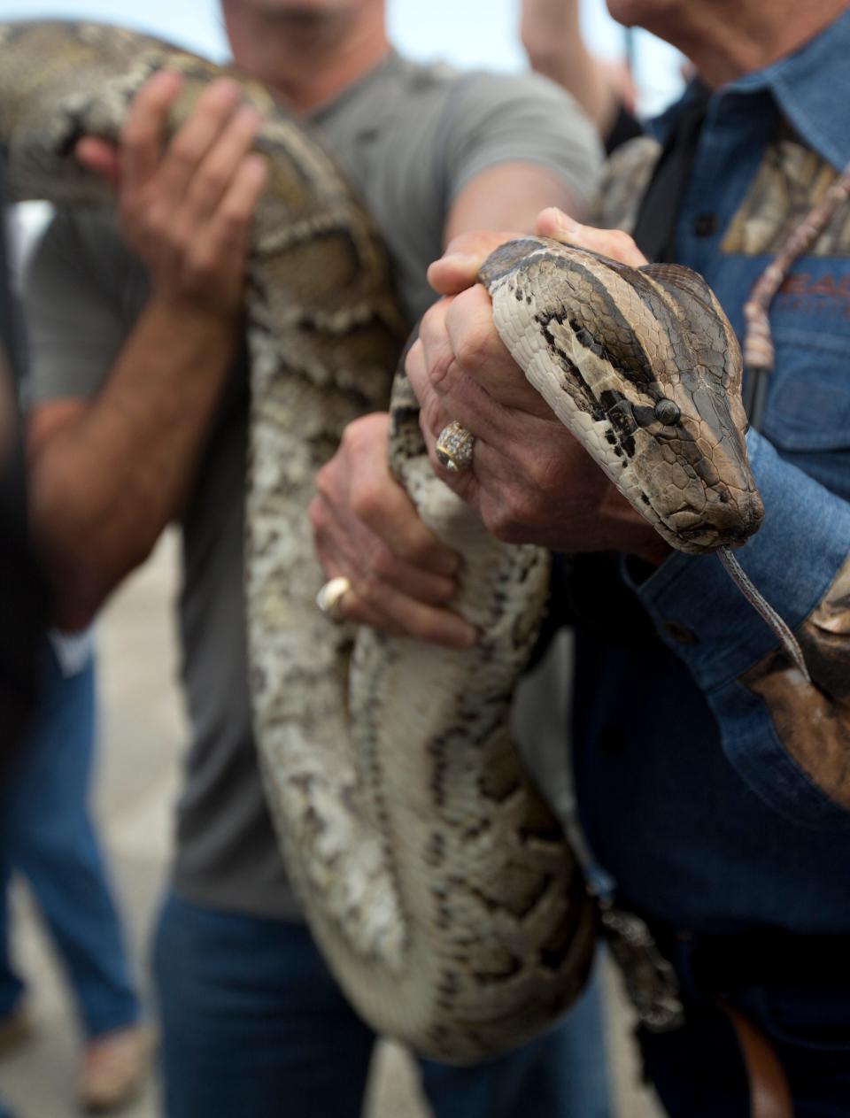 In this Jan. 17, 2013, file photo, a captured 13-foot-long Burmese python is displayed for snake hunters and the media before heading out in airboats for the Python Challenge in the Florida Everglades.
