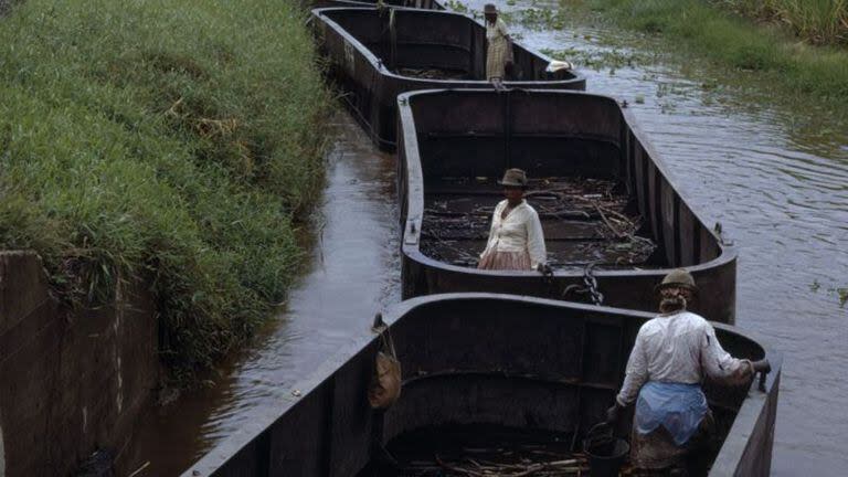 La agricultura, y en particular las plantaciones de caña de azúcar, eran la base principal de la economía de Guyana