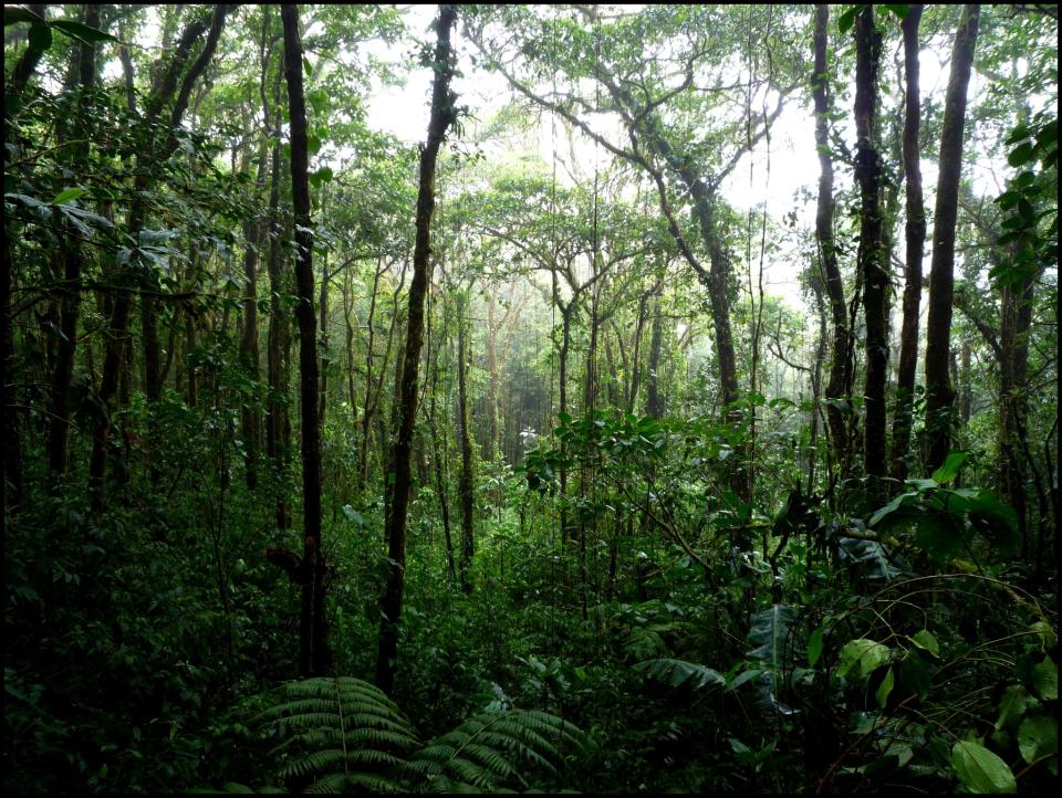 <p>Is there anywhere more exotic-feeling than the heart of a rainforest? (Victoria Reay/<a rel="nofollow noopener" href="https://www.flickr.com/photos/vkreay/4132244038/" target="_blank" data-ylk="slk:Flickr);elm:context_link;itc:0;sec:content-canvas" class="link ">Flickr)</a> </p>