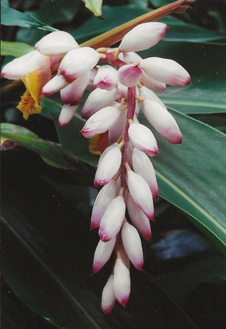 Shell ginger is a 6- to 10-foot tall, evergreen perennial from Southeast Asia that displays more fully-formed inflorescences in spring.