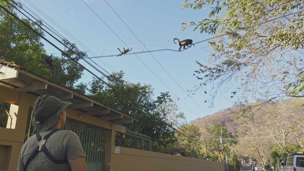 Inés Azofeifa Rojas watches as howler monkeys cross one of the new canopy bridges. (BBC)