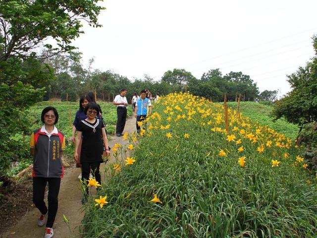 彰化花壇虎山巖五月金針花爆開3萬株金針花陸續開花