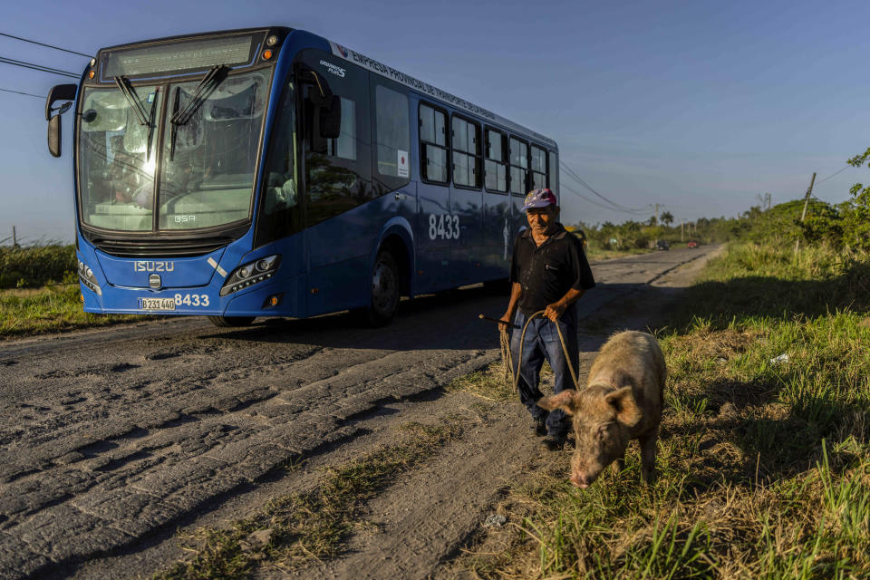 Un autobús avanza mientras un hombre regresa a casa con su cerdo por una carretera en Guanabo, al este de La Habana, Cuba, el miércoles 5 de abril de 2023. (AP Foto/Ramón Espinosa)