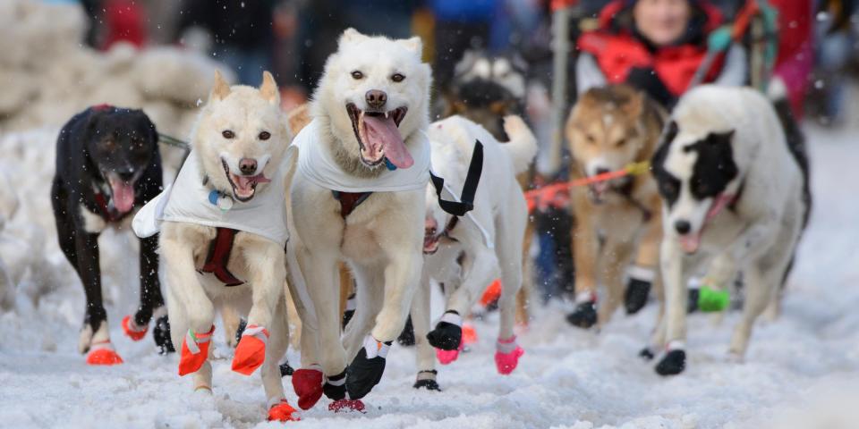 Dog sled race