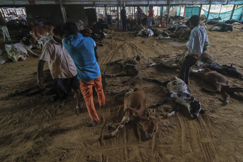 Workers remove carcass of cows that died after being infected with lumpy skin disease at a cow shelter in Jaipur, Rajasthan state, India, Sept. 21, 2022. Infected cows and buffaloes get fever and have lumps on their skin. The viral disease that is spread by insects like mosquitoes and ticks has killed at least 100,000 cows and buffaloes in India and sickened more than 2 million. (AP Photo/ Vishal Bhatnagar)