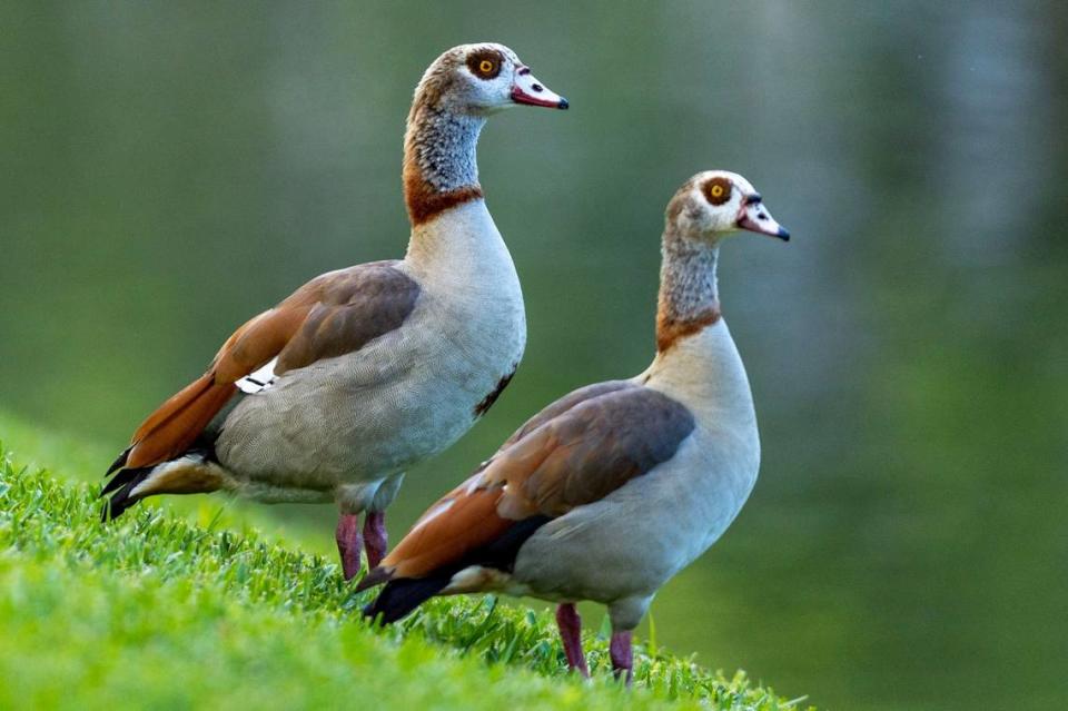 A pair of Egyptian Geese stand at the waters edge at Coral Reef Park in Palmetto Bay, Florida, on Thursday, April 13, 2023.