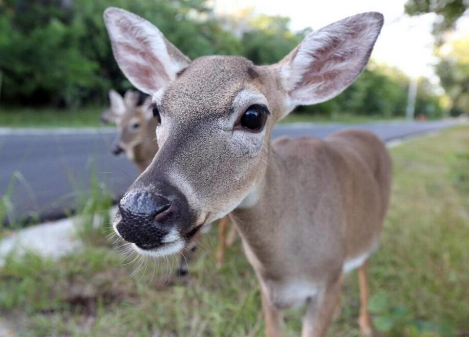 In the last couple of years, Key deer have been hit with an outbreak of screwworm, the first in the continental U.S. in three decades, and Hurricane Irma. Now federal wildlife managers are quietly reviewing their protected status.