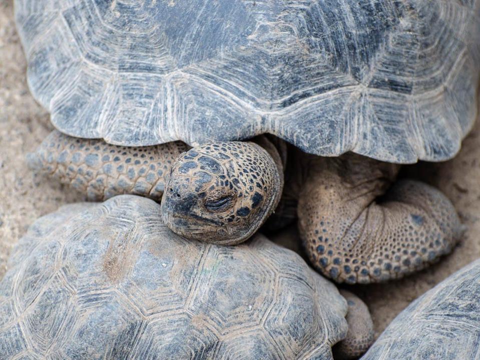 A large tortoise resting its head on a smaller tortoise