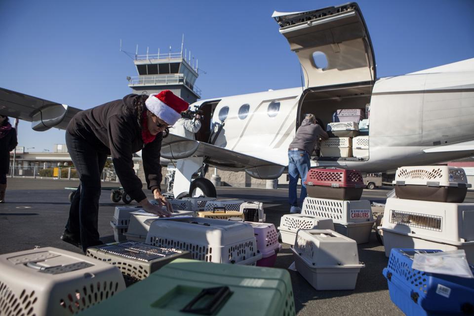 Volunteer Carol Yee (L) checks the documents for 50 dogs from the Front Street Animal Shelter in Sacramento, California, ahead of their flight to a no-kill shelter in Idaho, December 9, 2013. Picture taken December 9, 2013. REUTERS/Max Whittaker (UNITED STATES - Tags: ANIMALS SOCIETY)