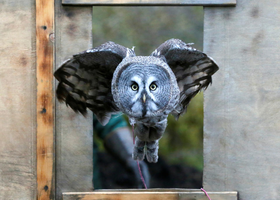 <p>Mykh, a 1-year-old great gray owl, flies through a window during a training session which is a part of Royev Ruchey Zoo’s program of taming wild animals for research, education and interaction with visitors, in a suburb of the Siberian city of Krasnoyarsk, Russia, Oct. 17, 2017. (Photo: Ilya Naymushin/Reuters) </p>