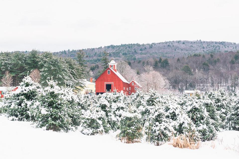 <p>With 5,000-7,000 harvestable Christmas trees to choose from, it's no wonder that <a href="http://christmastreesofvt.com/" rel="nofollow noopener" target="_blank" data-ylk="slk:Christmas Trees of Vermont;elm:context_link;itc:0;sec:content-canvas" class="link ">Christmas Trees of Vermont</a> provides you with transportation to navigate the land. Guests can hop aboard the "Jolly Trolley" to find their perfect evergreen. Afterward, you can visit with Santa and enjoy hot chocolate and baked goods at the shop.</p><p><a class="link " href="https://go.redirectingat.com?id=74968X1596630&url=https%3A%2F%2Fwww.tripadvisor.com%2FTourism-g57411-Springfield_Vermont-Vacations.html&sref=https%3A%2F%2Fwww.countryliving.com%2Flife%2Fg24108155%2Fchristmas-tree-farms-near-me%2F" rel="nofollow noopener" target="_blank" data-ylk="slk:PLAN YOUR VISIT;elm:context_link;itc:0;sec:content-canvas">PLAN YOUR VISIT</a></p>