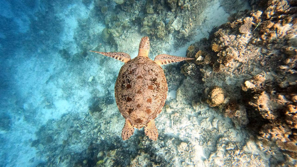 A turtle at the Park Hyatt Maldives