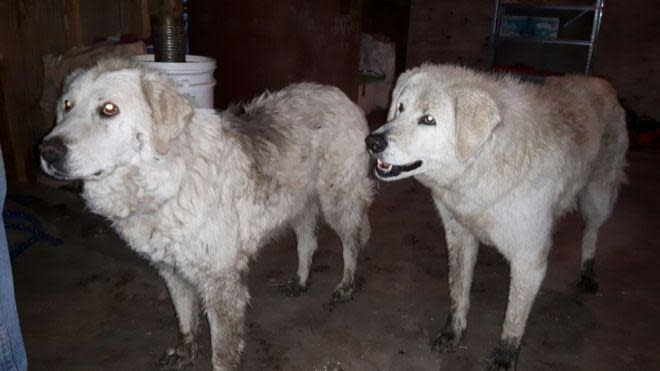 Two sheepdogs protect entire flock of sheep from wildfire for 20 days