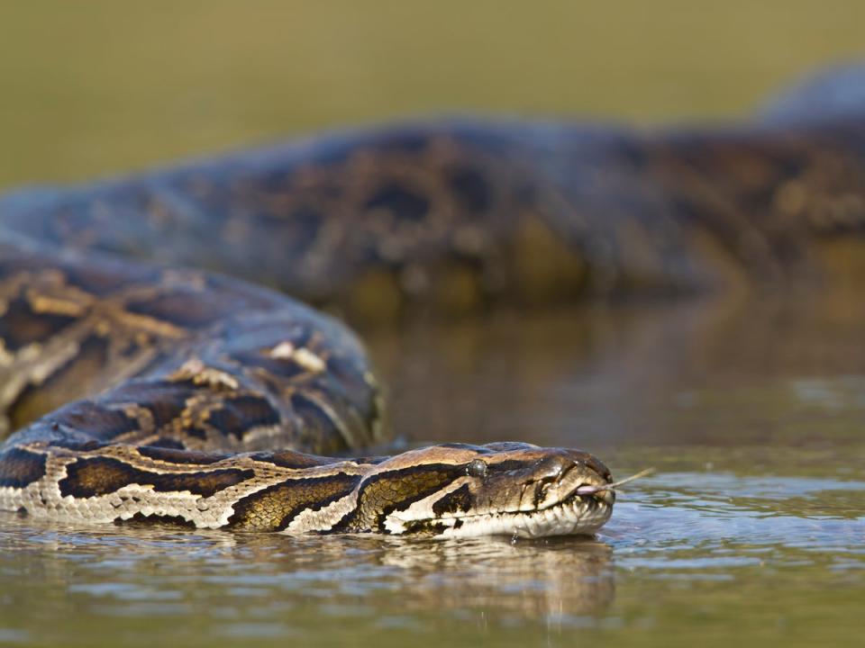 A python lurking in the water  (Getty/iStock)